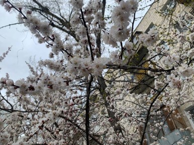 Вишня зацвела в Волгограде намного раньше срока