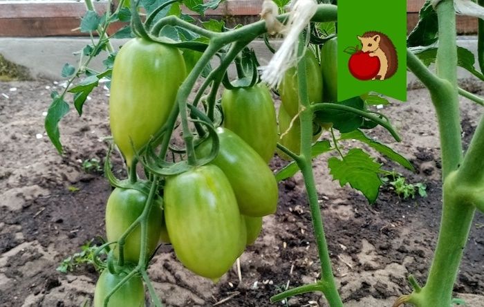 ��� �������� ������� � ��������� ���������: ������� �������� ���������