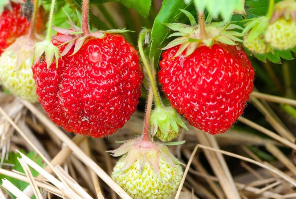 ��� ��������� �� ���������� ����� ����� ������: ������� ��� ����������� ����������