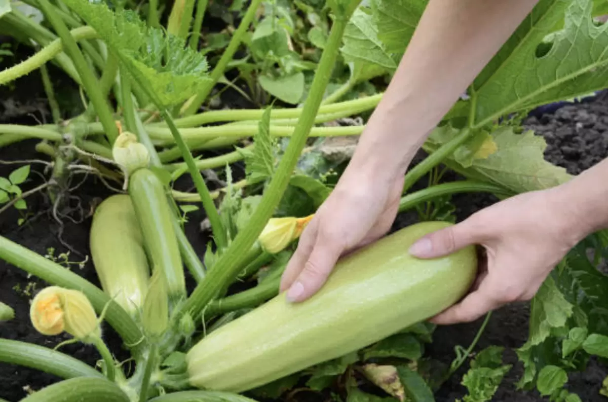 Секреты успешного выращивания кабачков для начинающих садоводов