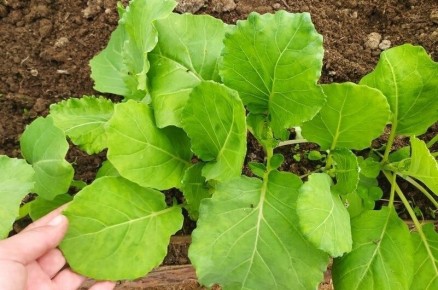 ��� ������� � ������� � ����� �����: ����� ���������������� �������