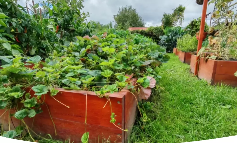 Сентябрьский уход за клубникой: секреты шикарного урожая