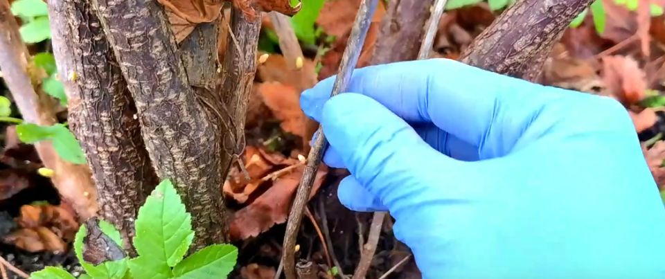 ������ ���������: ������� �������� ������� �������