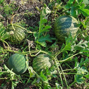 ����, ����� � ������: ����������� � ������� ������������� ��������