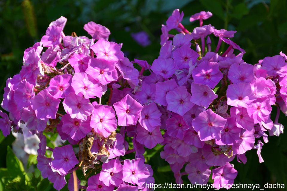 ��� ��������� �� �������� ����� ��������: ������������ ��� ��������� �������� � ��������� ������