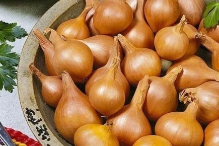 Семейный хоровод: идеальный сорт лука для вашего огорода