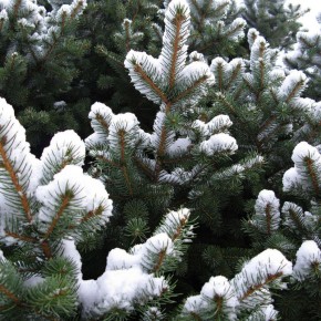 ��� ������ ���� � ��������� ���� � �������� ��������� ��������� �����