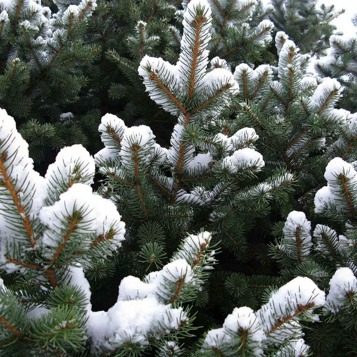 Как зимнее чудо — пшеничная мука — помогает создавать идеальную почву