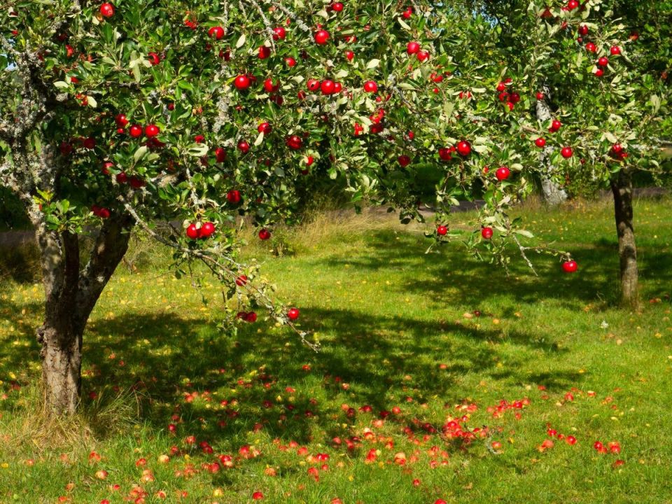 ������� ����� ����� ��������: ������� �������, ������� ����� �����������