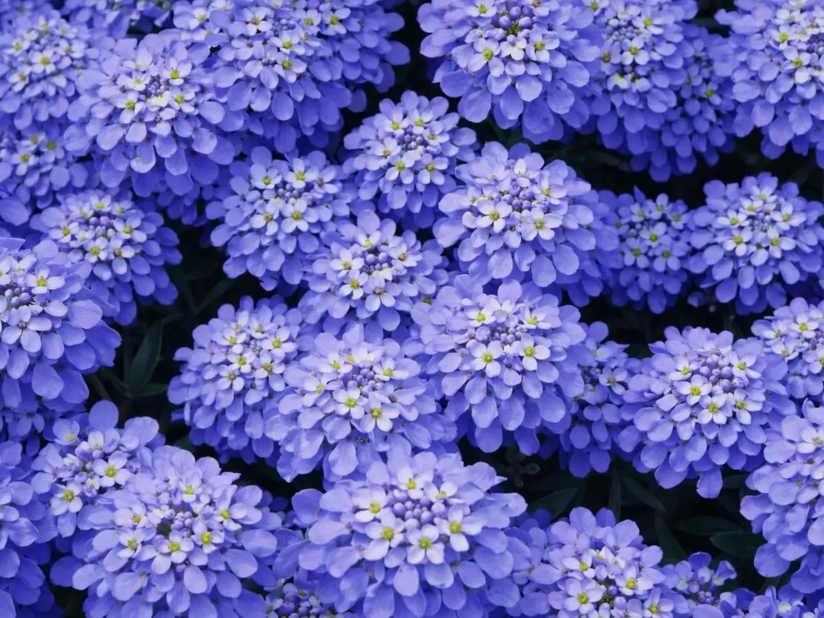 Секреты уютного сада: как создать цветник без усилий