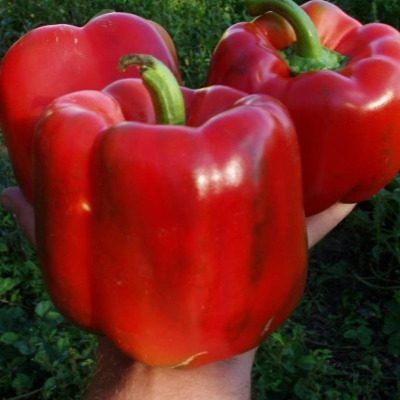 ����� ��������: ���������� ���� ��� ������ ����