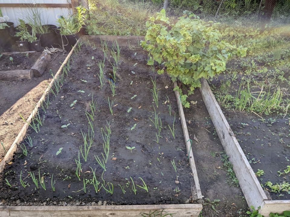 ��� ��������� ��������� �������: ����� ��� ����� ��� �������