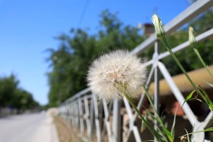 Где прячется пыльца и буксующие VPN: что еще обсуждают волгоградцы 15 апреля