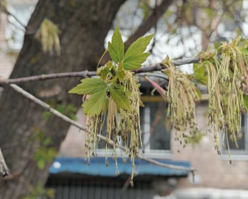 ����������� � �������� �����