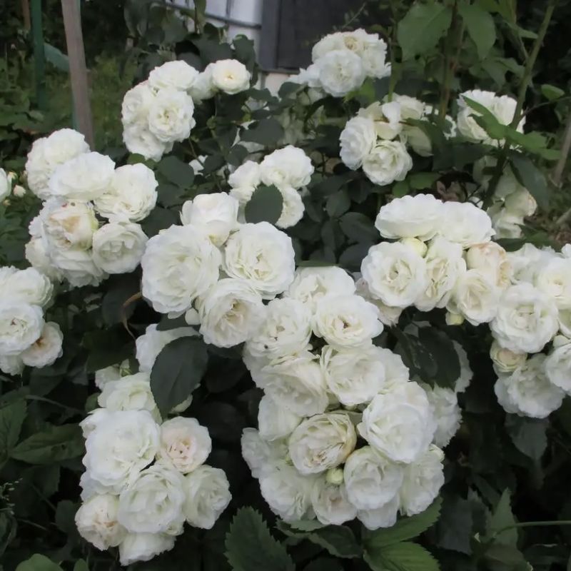 ������� ��������� ����� �� ������ � ����� ����