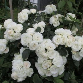 ������� ��������� ����� �� ������ � ����� ����