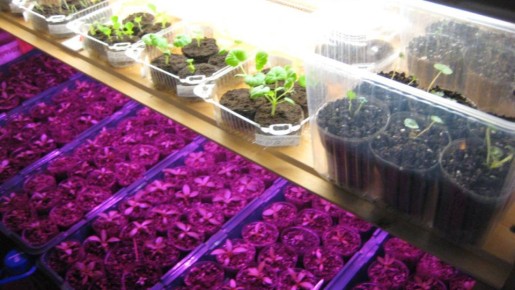 Как вырастить крепкую рассаду без фитоламп и сэкономить 15 000 рублей