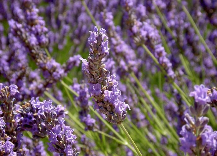 ����������� ��������: �������������� ����������� �������� ��� ������ ����