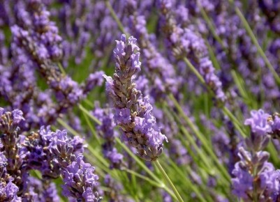 ����������� ��������: �������������� ����������� �������� ��� ������ ����