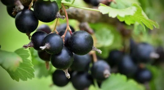 ������ ���������: ���������� � ���������� ����������� � ��������� ���������������