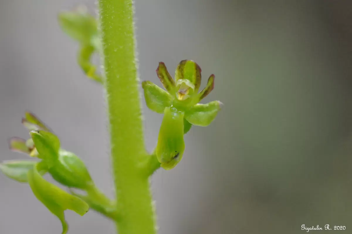 Загадочные орхидеи России: исследование удивительных подсемейств