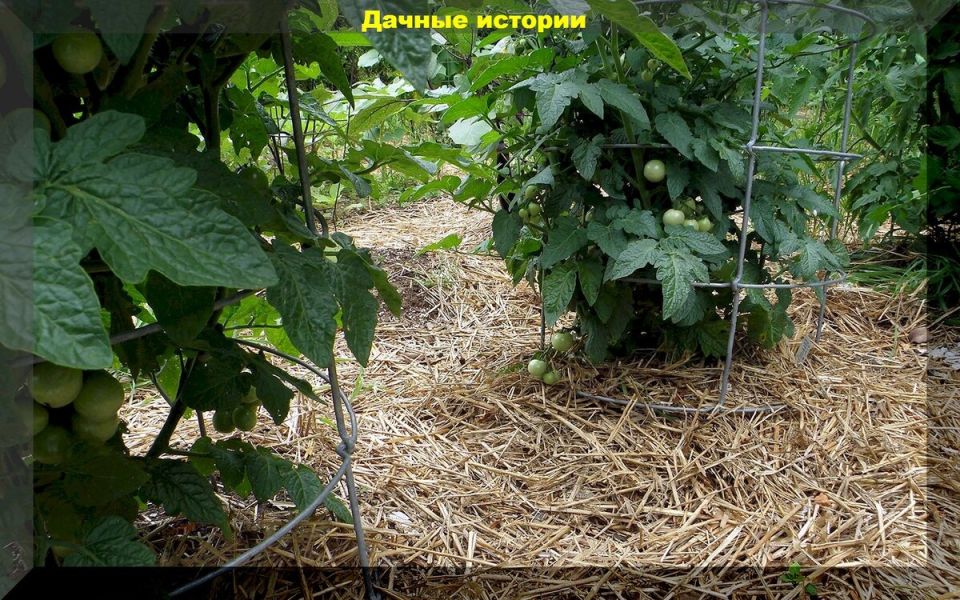 ����������� �������������: ���� � ��������� ������