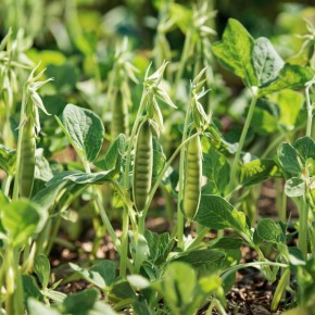 �����: ���� ������, ������� ����� ��������� ���� �������