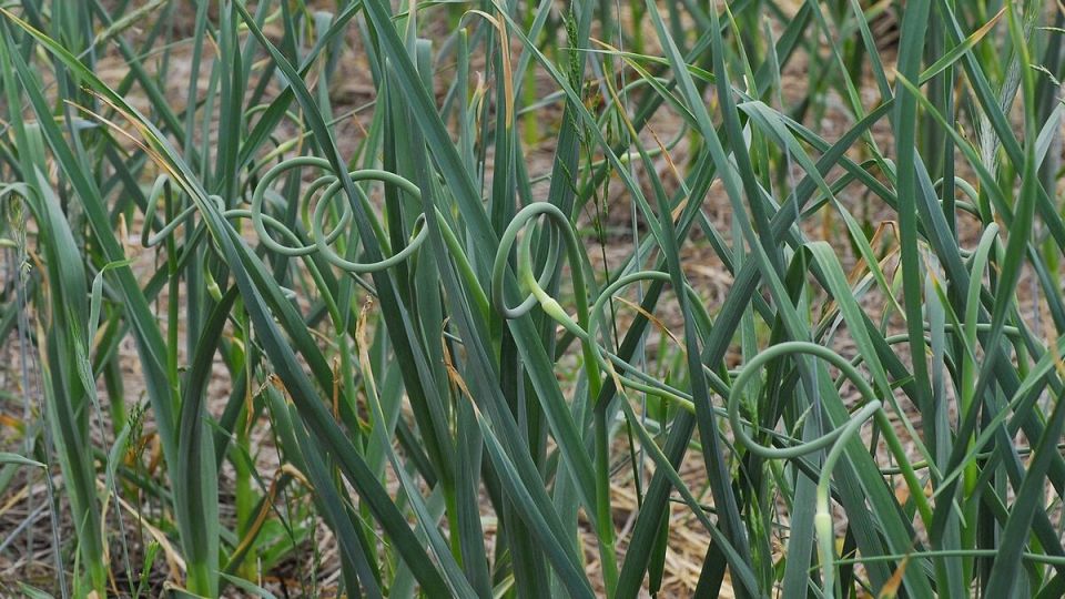 ��� ��������� ���������� ������ ������ ������ ��� �������� ������