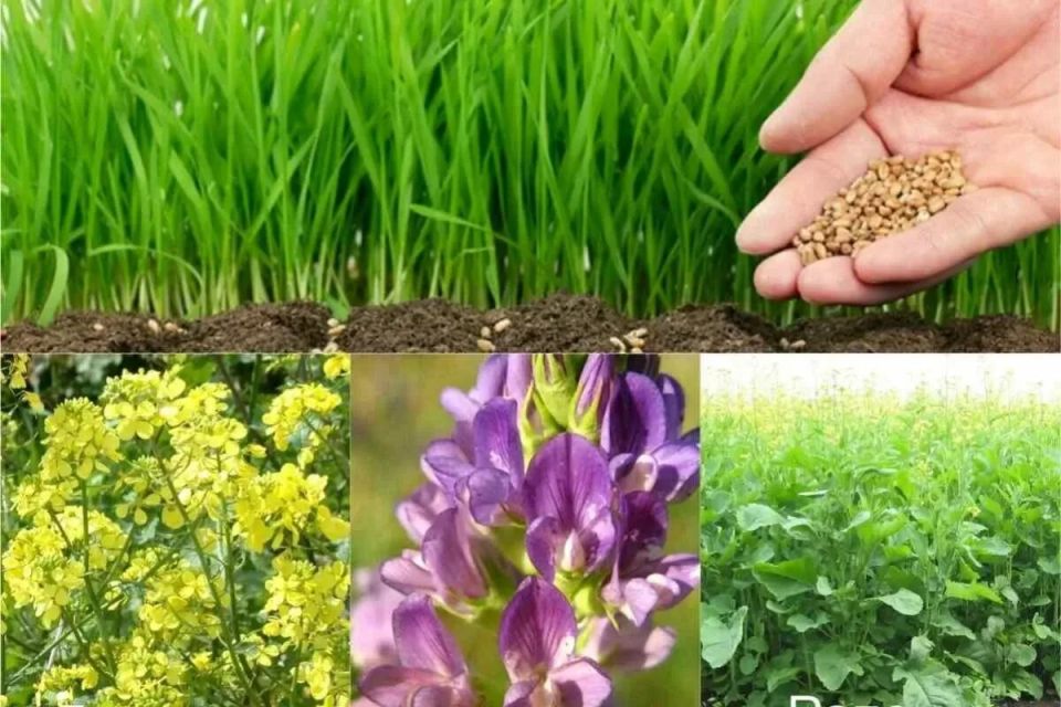 ��� �������� �������� ������� ����� �����������