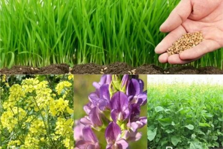 ��� �������� �������� ������� ����� �����������