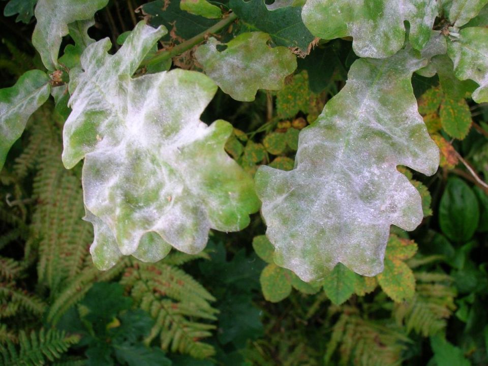 ����� �� �������: ��� �������������� �������� ������� �� ����������