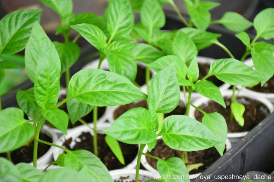 ��������� ������ ������� ������: ��� '������ �������' �������� � �����������