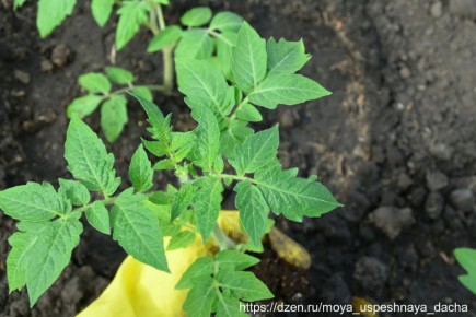 ������: ������� ������� ��� ������� ������