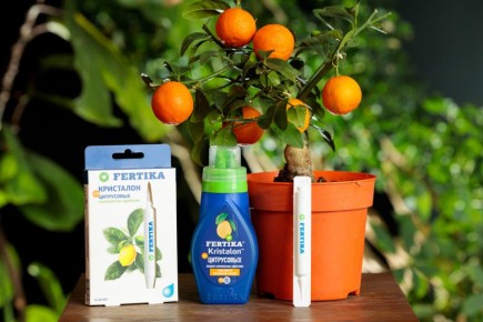 ������ ����������� ���: ������� ����� �� ����������� ���������� � �������� ��������