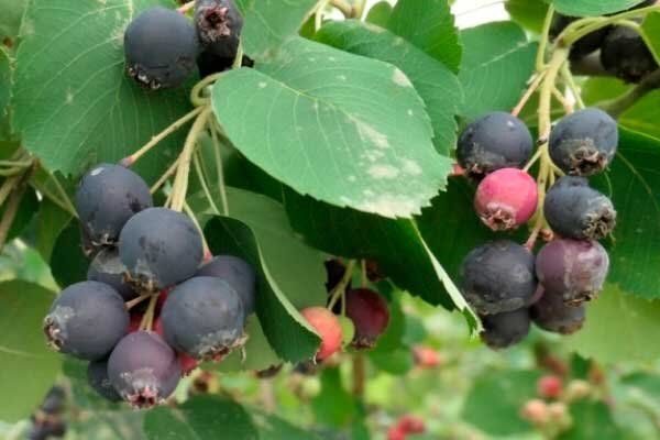 ���� ������: ������� �������������� �����, ������� ����������� ������ ���������