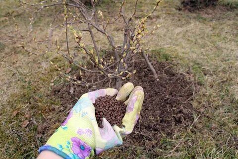 �������� ��������� ������� �����������: ������� ��������� ��������