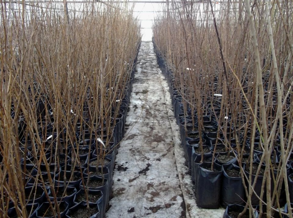 ��� ������� � ����� �������� �������: �������� ������