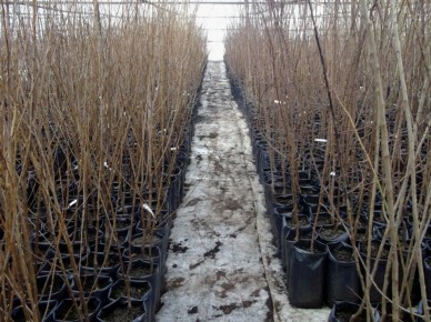 ��� ������� � ����� �������� �������: �������� ������