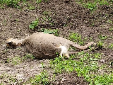 ����� �� ���� � ��� ���: ����������� ���������� ���� ������