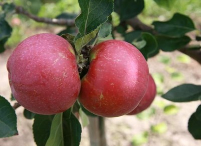 ���������� ��������� �������� ��������: ���� � �������� ������