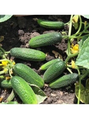 ������ ���� �������: ������������� ������ ��� ������ �������