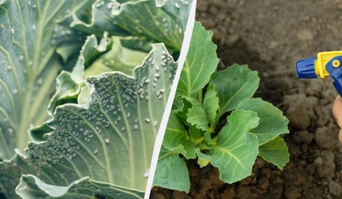 ����������� �������� ������ ������ � ����������� �� �������