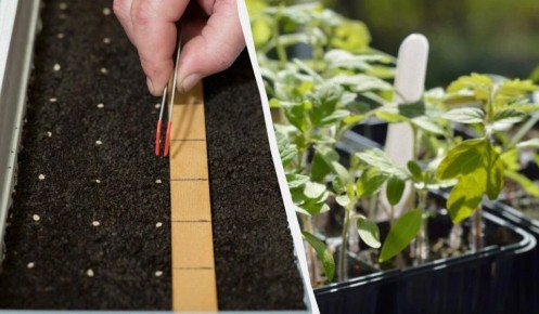 ��� �������� ����������� ����� � ������� ��������� �������