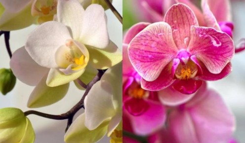 ��� ������� ����� ������� ���� ������� ������� ����: ������� ������� ��������