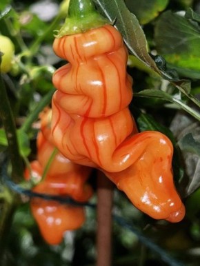 ��������� �������� ���������: ����� � ������������ ��������� � ����� ������� ������