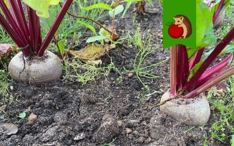 ��������� ��������� ��� ������ � �������� ����: ������� ��� ������� � ������� �����������