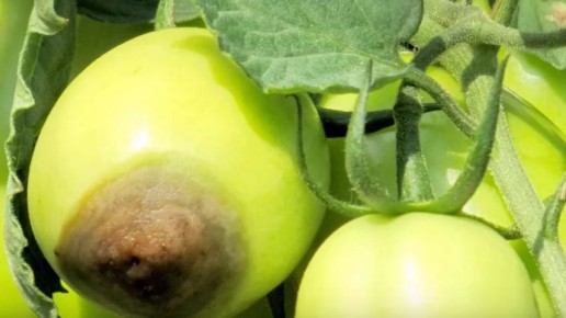 ��� �������� �������� ����� �� 3 ���: ������� �������� ��������