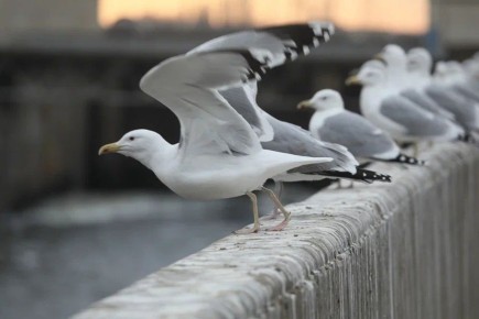 �� �������� ��� �������� ��� ������� ����