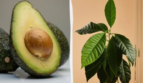 ��� ��������� ������� � �������� ��������: ���������� ������