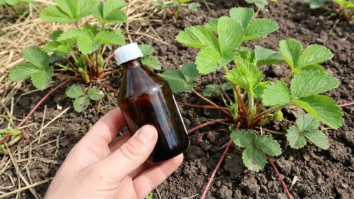 ����������� ������������ ������ ��� ��������: ��� �������� ������� ����